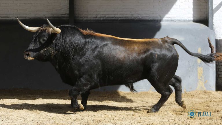 Conde de Mayalde 16-05-2022