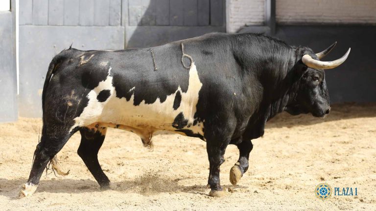 Toros de El Torero 12.05.2022