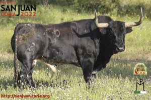toro04_22