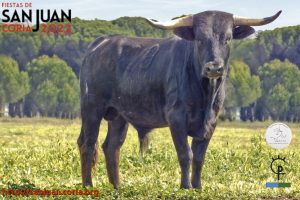 toro11_22