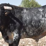 portada noti toros de capea arganda del rey miercoles 9 septiembre 2026