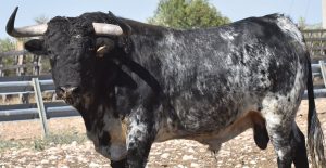 portada noti toros de capea arganda del rey miercoles 9 septiembre 2026
